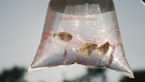 several aquarium fish in the package for the delivery of live fish