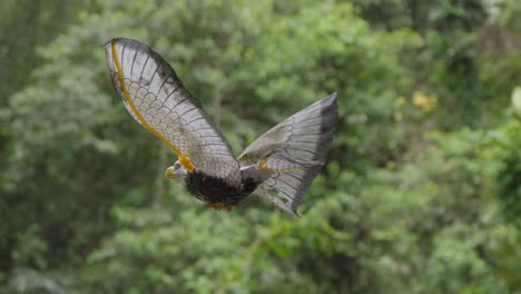 a toy eagle with detailed wings spins on a string in the wind against a lush, green forest backdrop