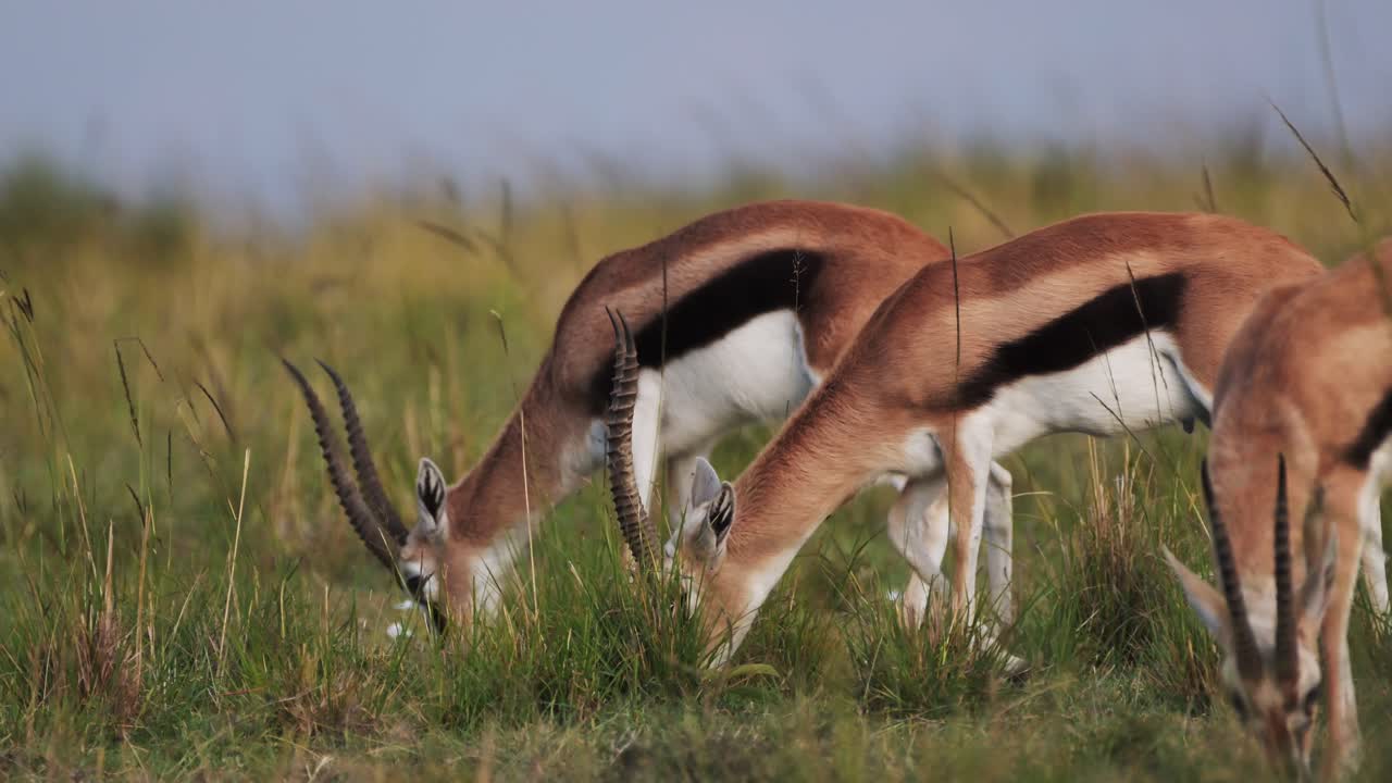 toma en cámara lenta de la gacela de thomson pastando comiendo hierba en el desierto de la sabana, áfrica animales de safari en masai mara vida silvestre africana en la reserva nacional de masai mara