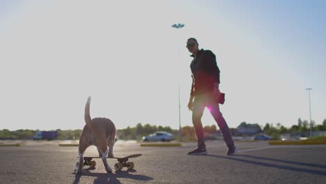 young man teaches beagle dog to skate. training with pet. dog on skateboard. slow motion