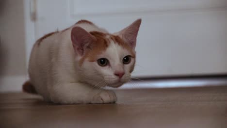 cat playing and hunting inside on the floor with toys.