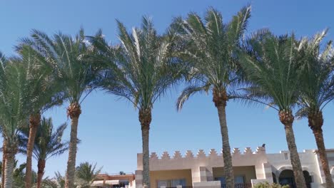 palm-trees-on-a-hotel-background