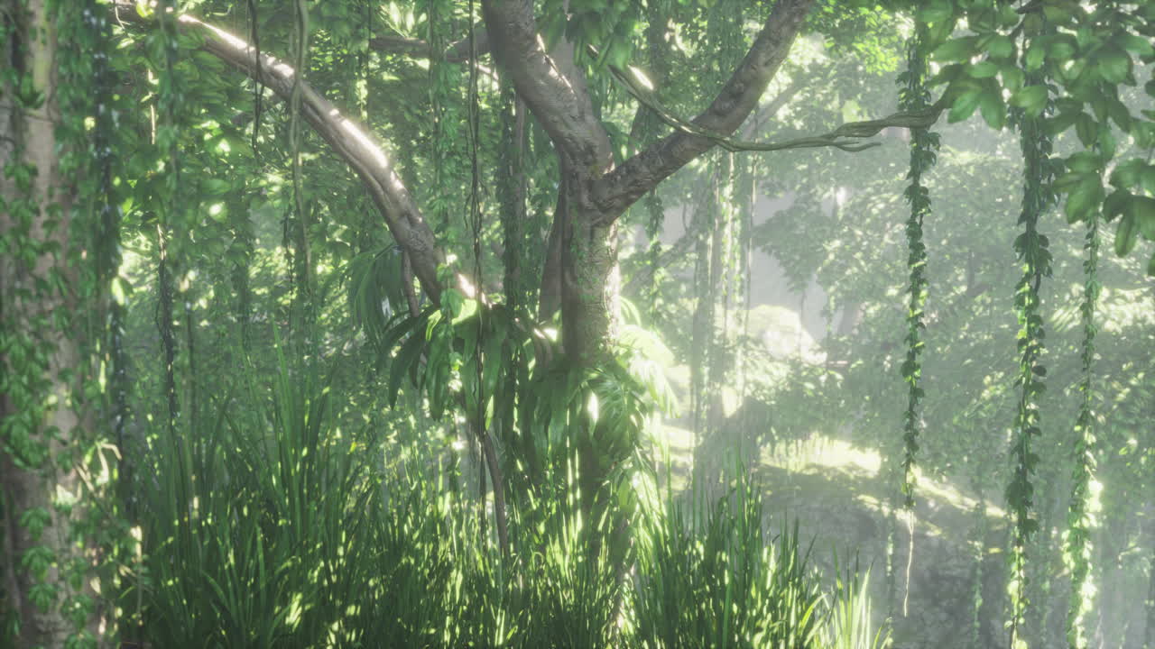 아름다운 정글 정원에서 아침 빛