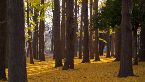 Gelbe-Herbstblätter-In-Filmischer-Zeitlupe,-Die-Auf-Den-Boden-Fallen