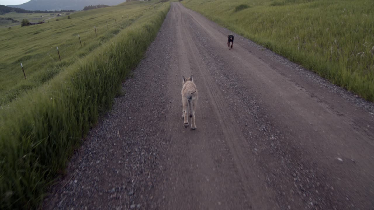 cachorro de lobo persiguiendo a un perro en un camino de tierra en el campo