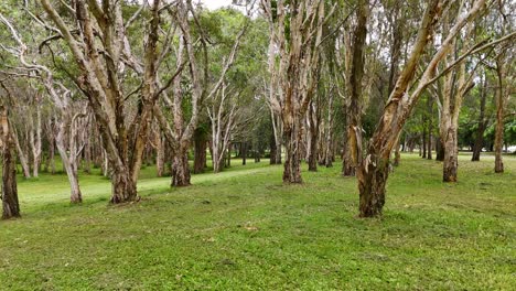 el dron explora el exuberante paisaje del bosque de eucalipto