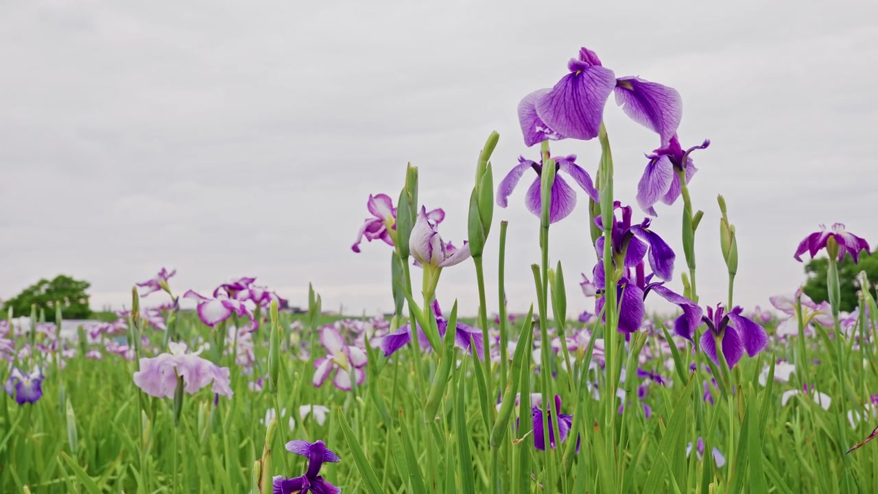 Elegant deep purple iris stems reach upward against a pale gray sky, framed by softer lavender blooms scattered throughout the surrounding meadow.