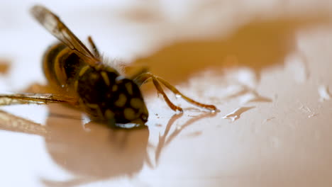 Honey-bee-struggling-to-free-itself-from-trap-of-honey-gum,close-up