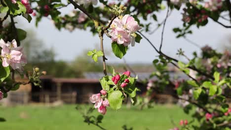 spring blossom apple tree in fruit orchard