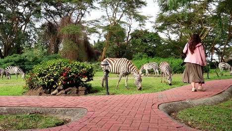 Junge-Frau,-Die-Zwischen-Einigen-Zebras-Spazieren-Geht,-Während-Sie-Gras-Im-Afrikanischen-Hotelgarten-Isst