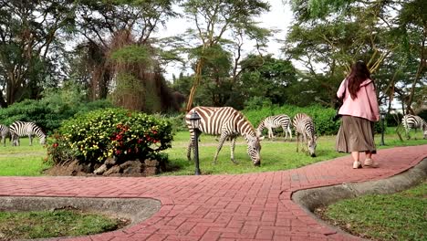 young woman walking between some zebras while eating grass in african hotel garden