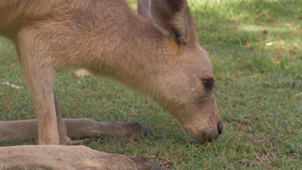 canguro gigante rojo - canguro rojo comiendo hierba en el prado con dos patas traseras - animal nativo en australia