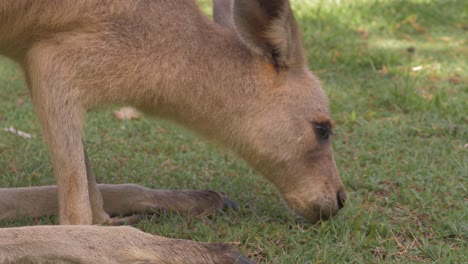 red giant kangaroo - red kangaroo eating grass on meadow with two hind legs - native animal in australia