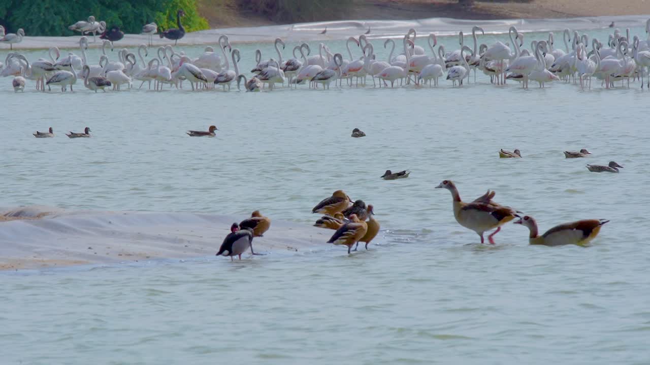 Un gruppo di giovani anatre fischioni che dormono sulle rive del lago ad Al-Qudra, Dubai, Emirati Arabi Uniti.