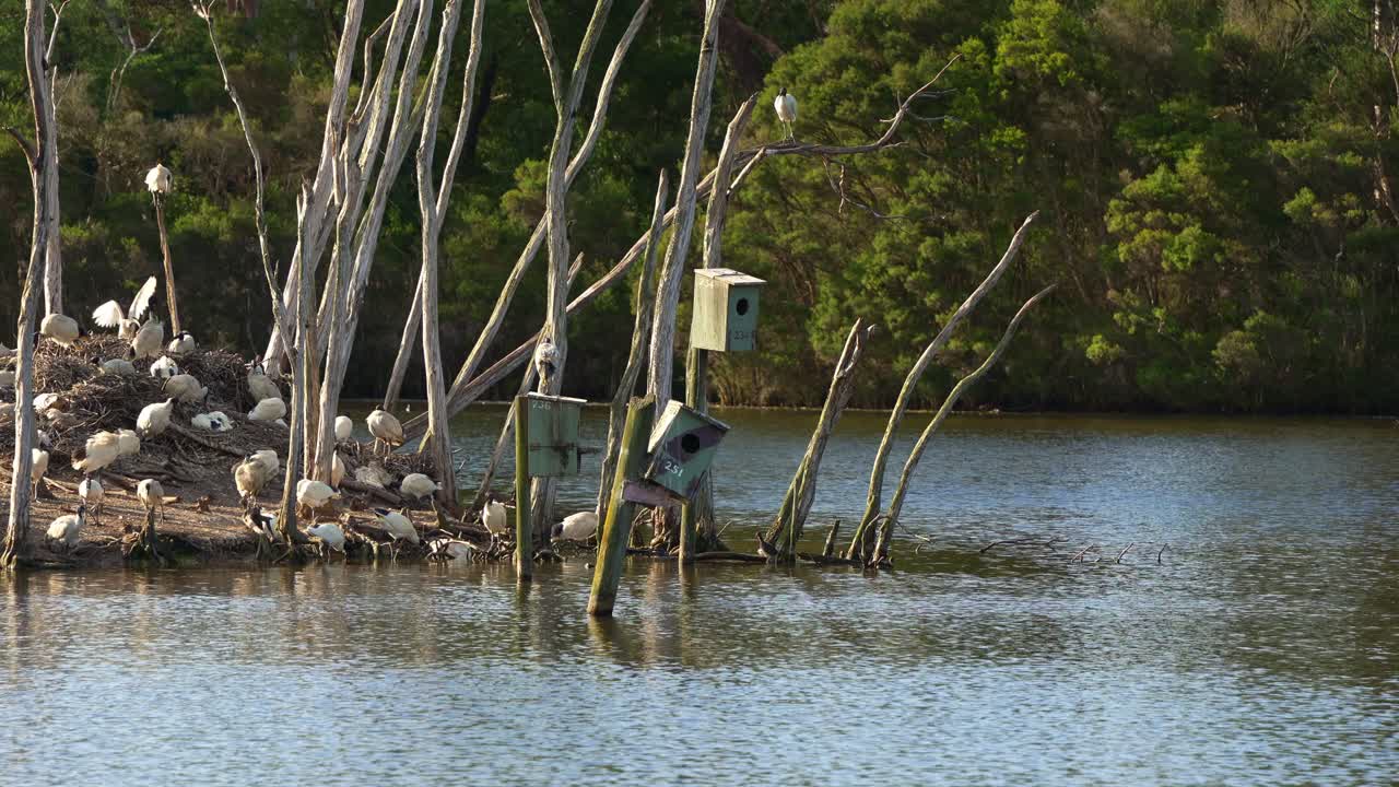una bandada de ibis blancos australianos, también conocidos como pollo bin, se alzaron en la isla, descansando y construyendo nidos en medio de un lago de vida silvestre en un entorno de humedal durante la temporada de reproducción.