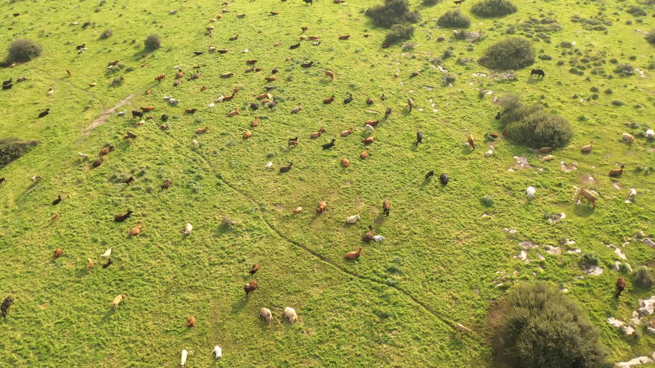 목초지 에서 풀 을 고 있는 소 와 염소 의 공중 사진