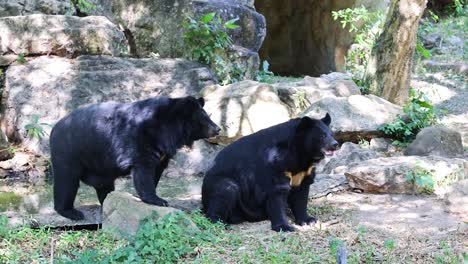 dos osos que interactúan en un hábitat natural