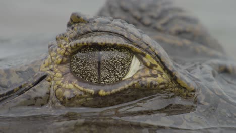 olho de caimão - estreito close-up deste animal incrível na américa do sul