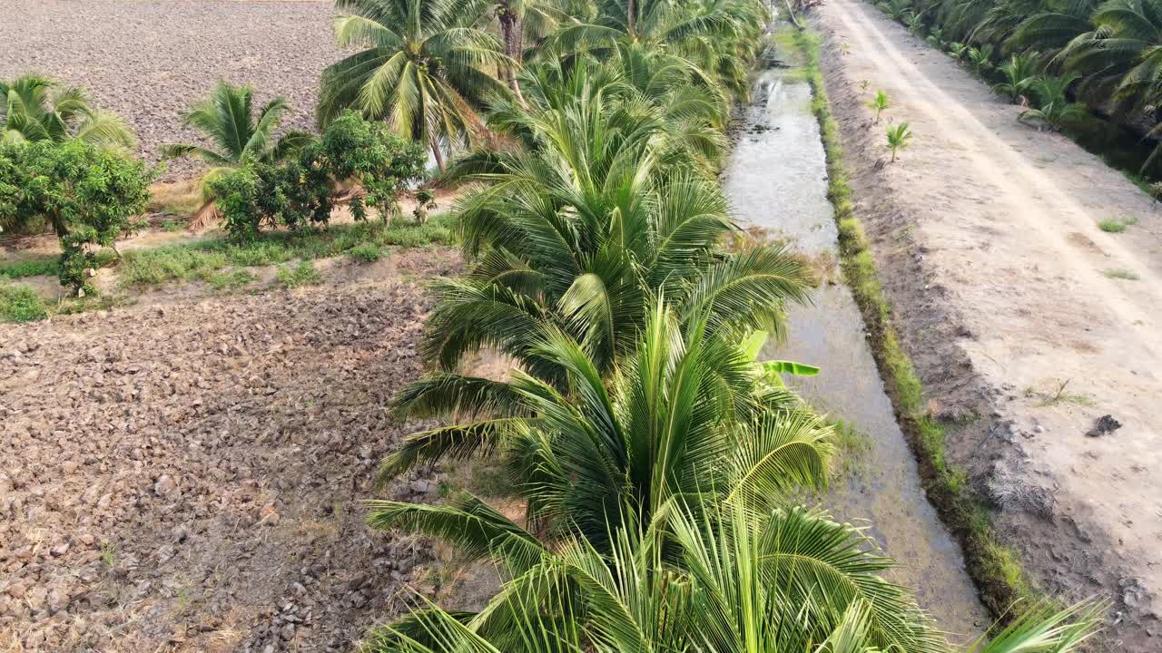 Aerial view drone fly over coconut trees, Green and yellow treetops