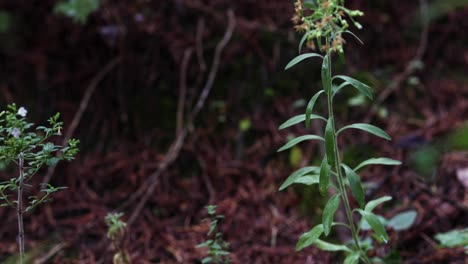 descending view of short shrubs with brown, red soil in the background, all wet after a storm