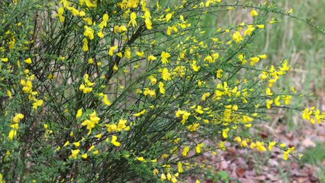 a yellow bush with many flowers is in a field