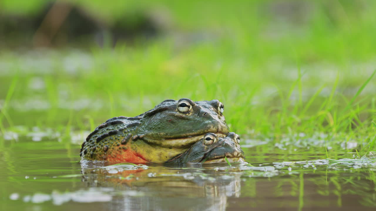Colorful Huge Bullfrogs Mating In Rainy Season In a Pond In The Kalahari Game Reserve, Botswana. Close up