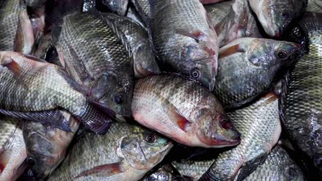 assorted fish on ice at a market stall