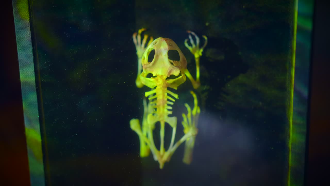 조명 네온 불빛이 있는 액자 개구리 골격