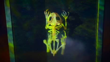 esqueleto de rana enmarcado con luces de neón iluminadoras