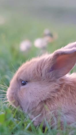 cute easter orange rabbit on green grass little rabbit walking outdoors in summer