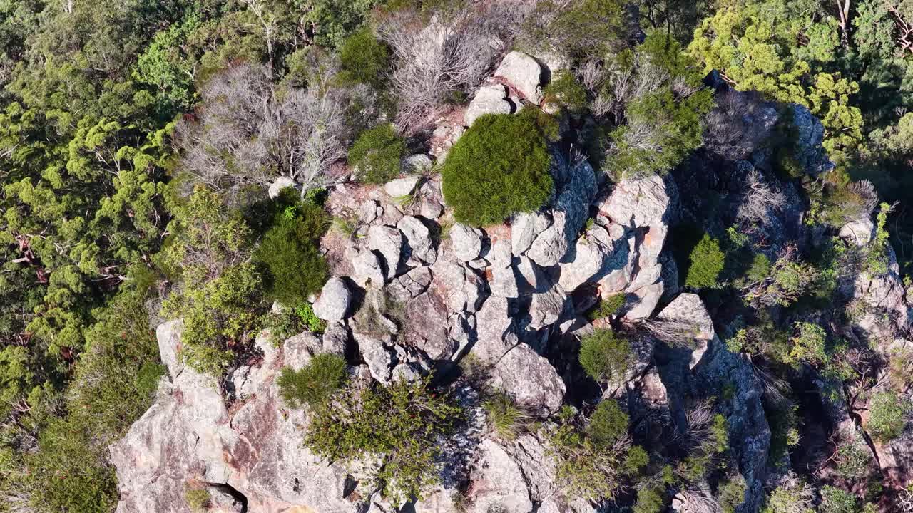 Drone footage captures Nimbin Rocks' rhyolite formations amidst lush eucalyptus forest in bright daylight, showcasing natural beauty and geological features