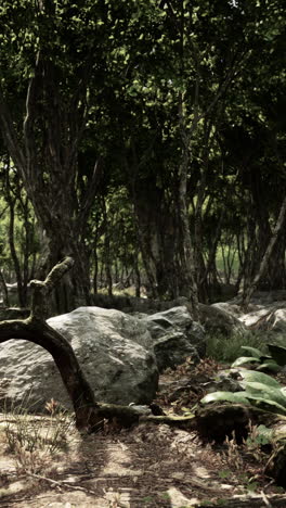 a lush, verdant forest path with sunlight dappling through the trees