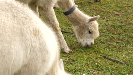 primer plano de alpacas blancas pastando