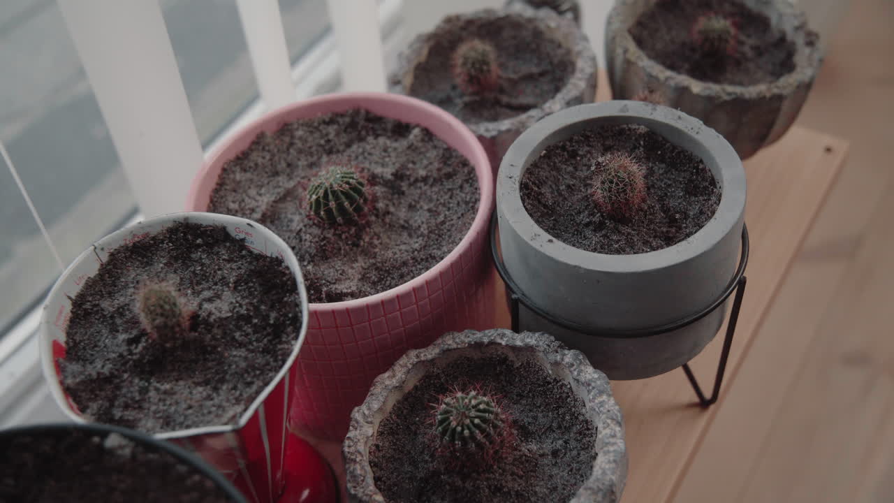Dolly Out Many newly plotted mini baby cactuses on a wooden board near the window 4K