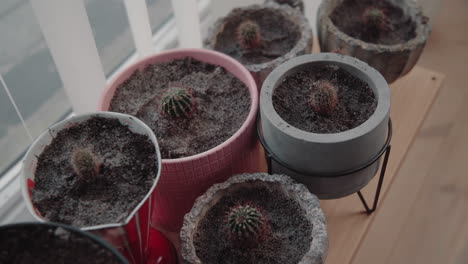 dolly out many newly plotted mini baby cactuses on a wooden board near the window 4k