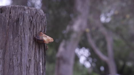 Musgo-O-Crecimiento-Que-Crece-De-Una-Rama-De-Un-árbol