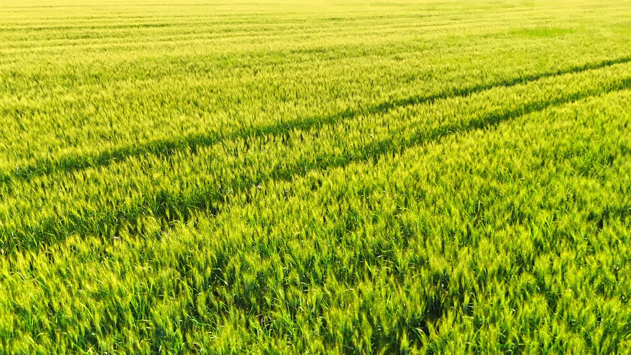 Wheat fields sway in the breeze. Bright green wheat fields stretch across the landscape under the sun, showcasing the beauty of rural Europe