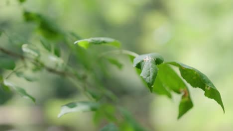 Blätter-Bewegen-Sich-In-Zeitlupe-In-Einem-Wald