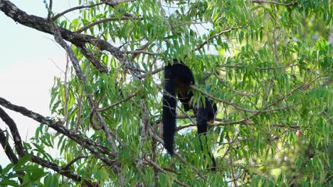 buscando algo para comer en una rama mientras el otro en el fondo también está ocupado alimentándose, ardilla gigante negra, ratufa bicolor, parque nacional khao yai, tailandia