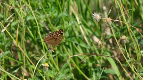 Una-Mariposa-Con-Hermosos-Diseños-Vistos-Encima-De-Una-Flor-Mientras-Se-Alimenta-De-Ella,-Tailandia