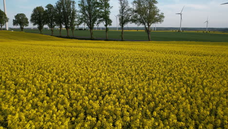 Filmischer-Rapsbauernhof-Für-Nachhaltige-Landwirtschaft-Mit-Windkraftanlagen,-Drohnenaufnahme-Am-Abend