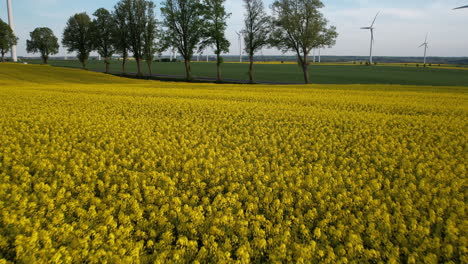 cinematic sustainable agriculture canola farm with wind turbines drone shot evening