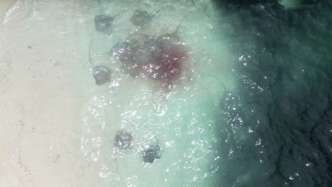 fish shoal and stingray feeding at fulidhoo beach in maldives, aerial