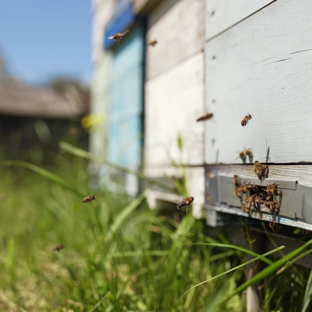 Bees at the entrance of a beehive in summer. Honey bees flying near the wooden hive on the apiary. Slow motion
