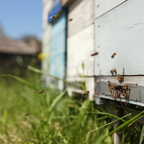 bees at the entrance of a beehive in summer. honey bees flying near the wooden hive on the apiary. slow motion