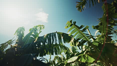 plantación de plátanos bajo un cielo soleado