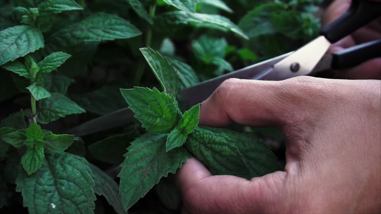 plantas de menta para la poda