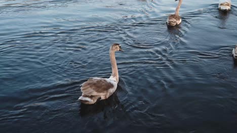 a family of swans swimming peacefully down a canal