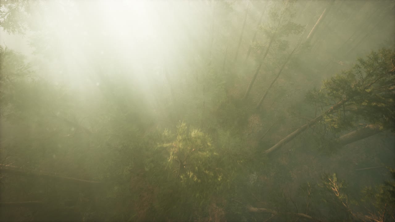 drone rompiendo a través de la niebla para mostrar la secuoya y el pino