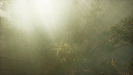 drone breaking through the fog to show redwood and pine tree